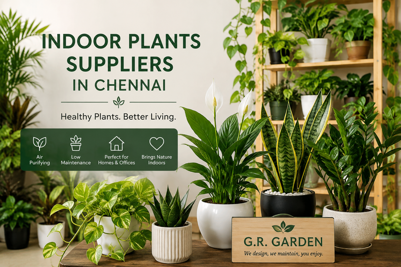 Indoor Plants Suppliers in Chennai - GR Garden Nursery
